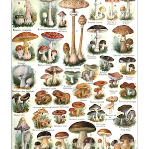 Impresión digital, 1890, Principales variedades de champán, carta botánica francesa, DESCARGA INSTANTÁNEA, cocina, impresión de café
