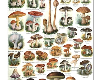 Digital print, 1890, Principle Varieties of Champagne Mushrooms, French botanical chart, INSTANT DOWNLOAD, kitchen, cafe print