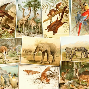 Digital, 1800er Jahre, 10 x schöne Feder und Tinte Tier / Vogel Zeichnungen, Naturgeschichte, Zebra, Elefant, Känguru, Giraffe SOFORT DOWNLOAD