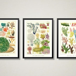 Digital, 1893, Set of Three Prints, Great Barrier Reef, Corals, Queensland, Australia, William Saville-Kent, INSTANT DOWNLOAD, printable