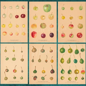 Digitale, 1800, Dipinti di mele selvatiche e pere del Caucaso, Set di botanica russa, DOWNLOAD ISTANTANEO