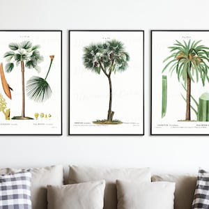 Palm Tree Prints: Botanical Illustration Art (Digital Download)
