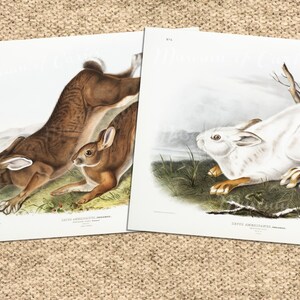 Puede incluir: Dos ilustraciones vintage de conejos. La primera ilustración muestra un conejo marrón con el vientre blanco, acostado de lado. La segunda ilustración muestra un conejo blanco con patas marrones, acostado de lado. Ambas ilustraciones están en papel blanco con un fondo gris claro.