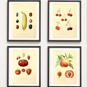 Antique French Fruit Print Set: 1872 Botanical Kitchen Art (Digital Download)
