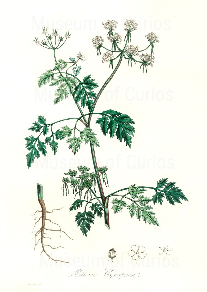 Digital, 1800s, Herb Set, Parsley, Sage, Rosemary and Thyme, Scarborough Fair, Herbal Print Set, INSTANT DOWNLOAD, Botanical Art image 3