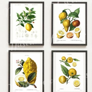 Lemon Citrus Prints: Botanical Kitchen Wall Art (Digital Download)