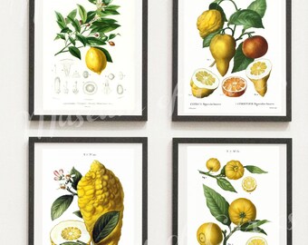 Láminas de limón y cítricos: Arte botánico para la pared de la cocina (descarga digital)