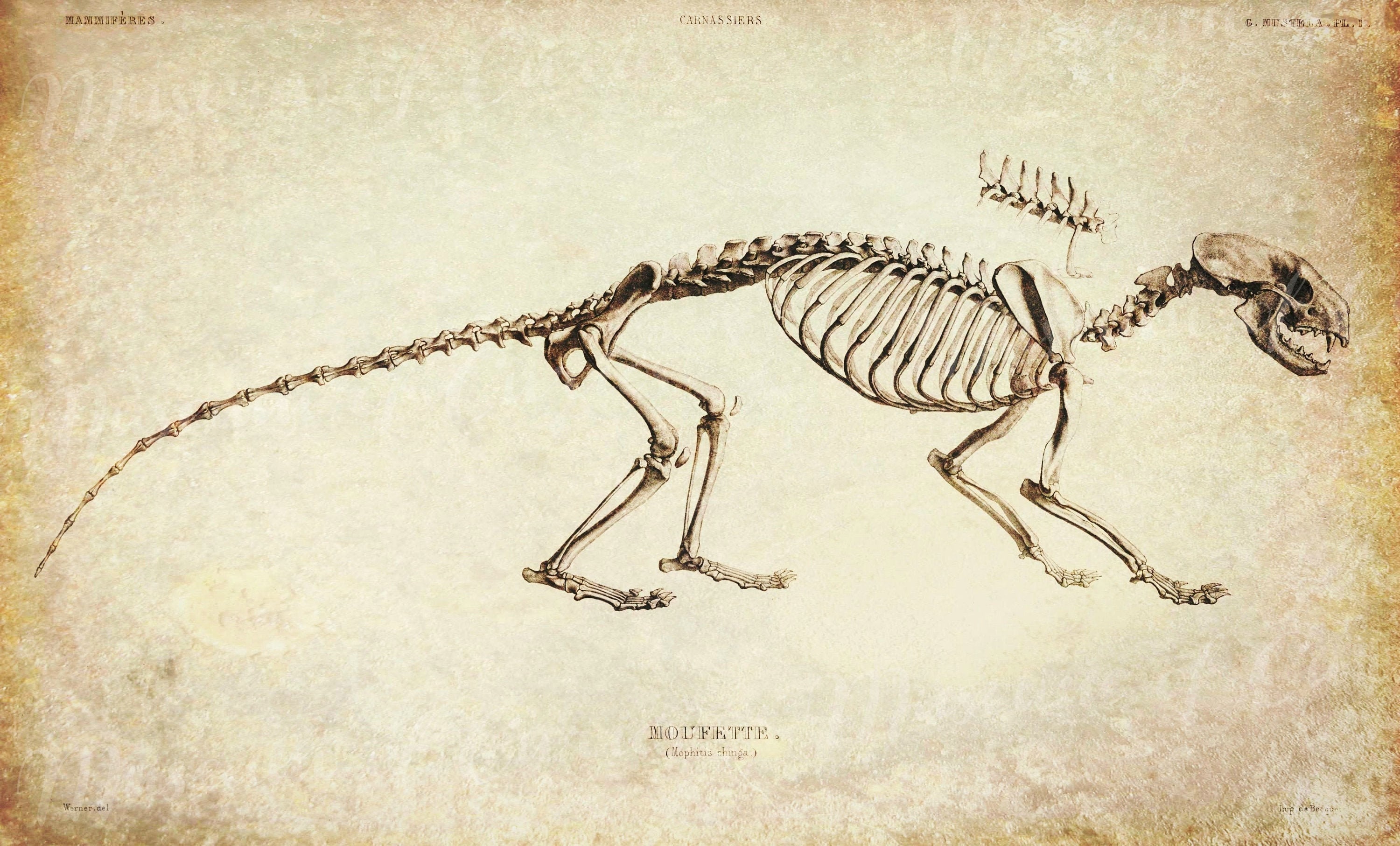 Digital, Skunk (moufette) Skeleton, 1839-1864, Osteographie