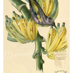 1800s archeveque