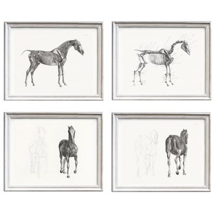 Digital, 1853, The Anatomy Of The Horse, Vier Pferde Drucke, SOFORT DOWNLOAD, Pferdeskelett, Muskeln
