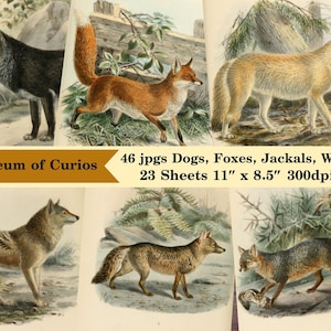 Digital, 1890, Dogs, Jackals, Wolves & Foxes, Color Plates Drawn From Nature en Hand-colored door J. G. Keulmans, INSTANT DOWNLOAD