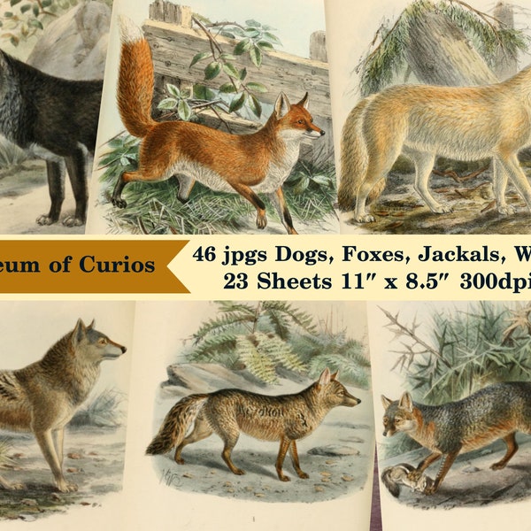 Digital, 1890, Dogs, Jackals, Wolves & Foxes, Color Plates Drawn From Nature and Hand-colored by J. G. Keulmans, INSTANT DOWNLOAD