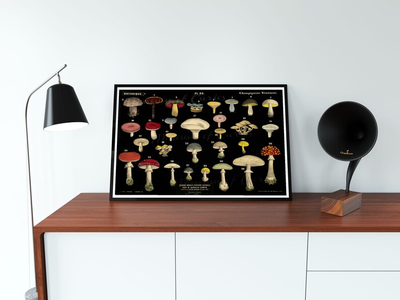 May include: Vintage botanical illustration of various mushrooms on a black background. The illustration is labeled with the French words "Champignons Veneneaux" and "Etrangeres".