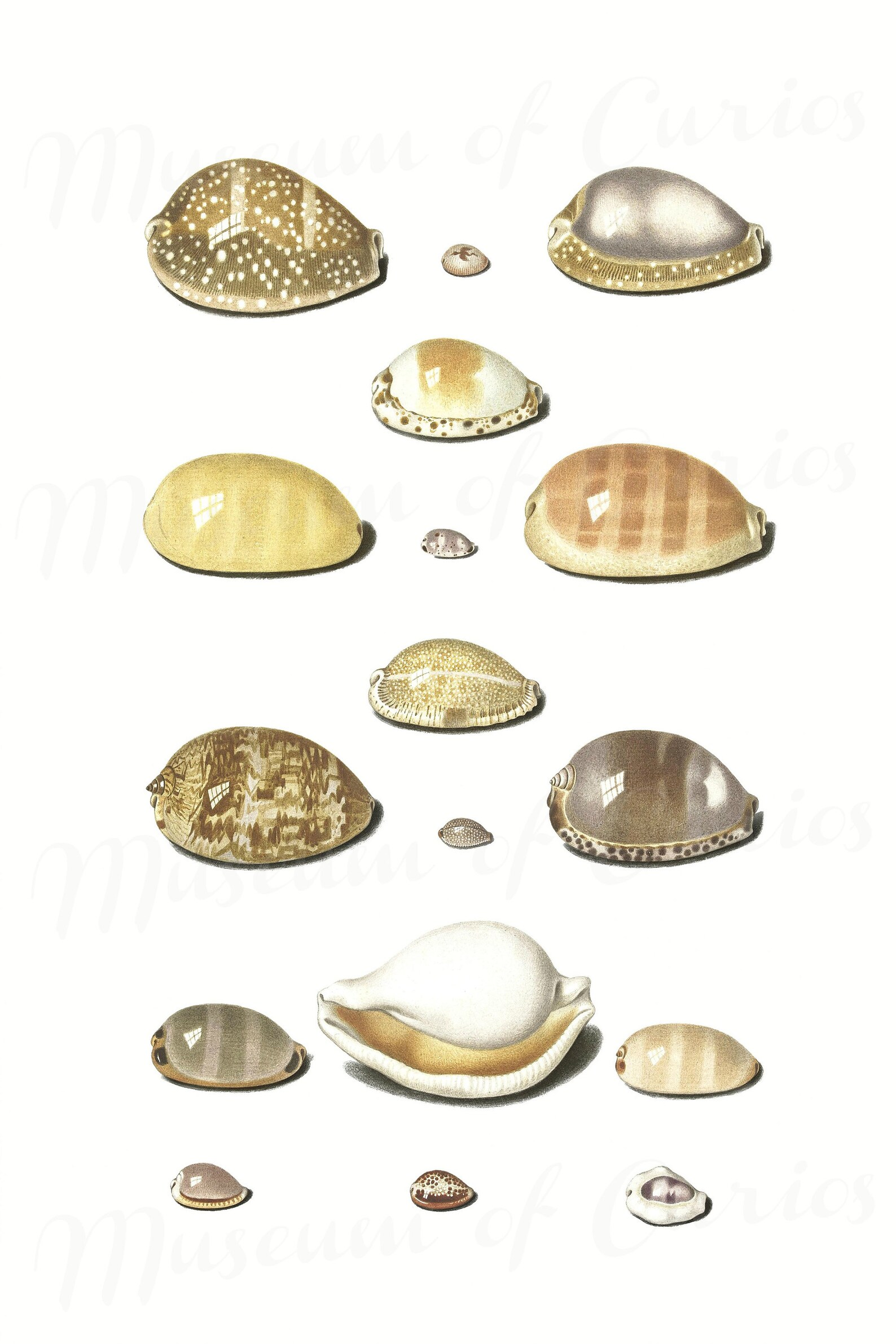 Digital, Two Cowrie Shell Prints by Johann Gustav Hoch, 1700s, INSTANT ...