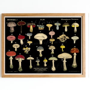 May include: A vintage botanical illustration of 30 different types of mushrooms. The mushrooms are depicted in various colors, including red, white, brown, yellow, and green. The illustration is labeled "Champignons Veneneux" and "Plantes V&eacute;n&eacute;neuses et Suspectes" in French.