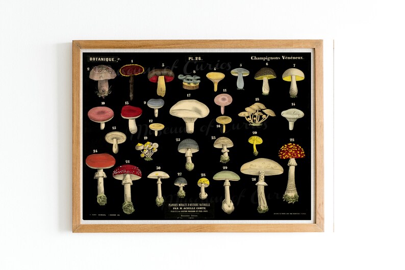 May include: A vintage botanical illustration of 30 different types of mushrooms. The mushrooms are depicted in various colors, including red, white, brown, yellow, and green. The illustration is labeled "Champignons Veneneux" and "Plantes V&eacute;n&eacute;neuses et Suspectes" in French.