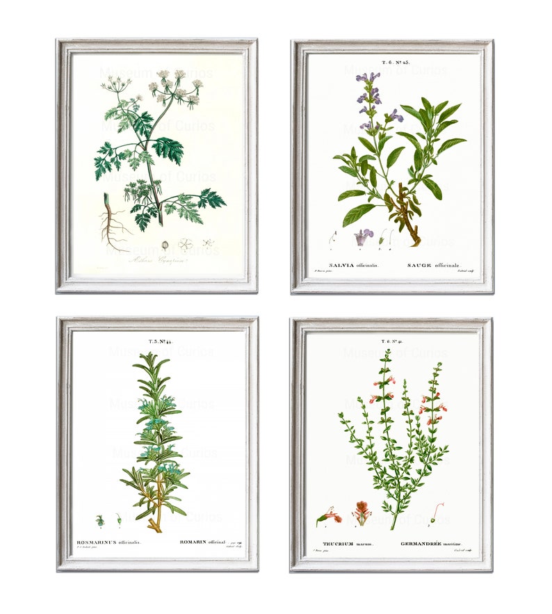 Digital, 1800s, Herb Set, Parsley, Sage, Rosemary and Thyme, Scarborough Fair, Herbal Print Set, INSTANT DOWNLOAD, Botanical Art image 2