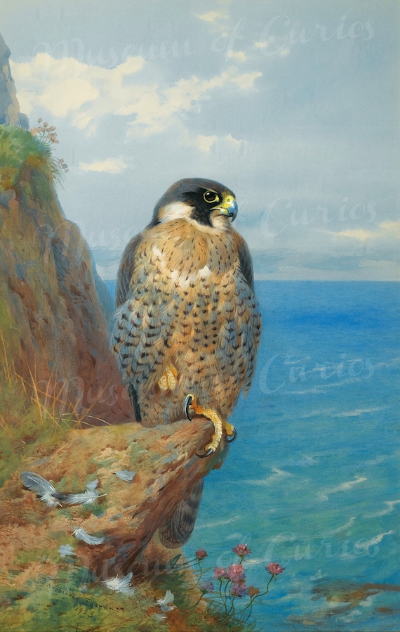 Peregrine Falcon Print: 1923 Scottish Wildlife Art (digital