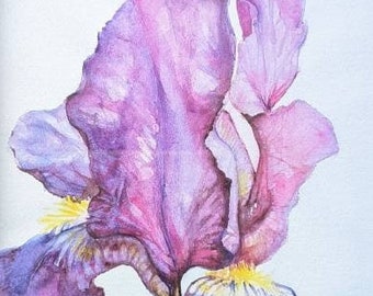 Purple Iris (Framed Print)