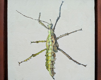 Gynandromorph Series: New Guinea Stick Insect