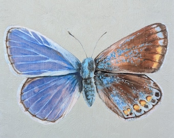 Serie ginandromorfos: mariposa azul común