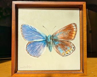 Gynandromorph Series: Common Blue Butterfly