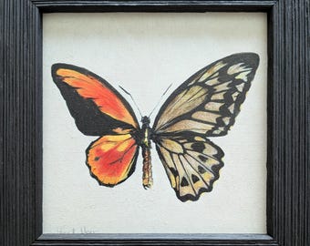 Gynandromorph Series: Wallace's Golden Birdwing Butterfly