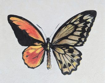 Serie de ginandromorfos: Mariposa de alas de pájaro doradas de Wallace