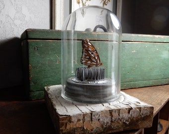 Cloche, Bullseye Plinth, Zinc Lid, Glass Dome, Cloche with Base