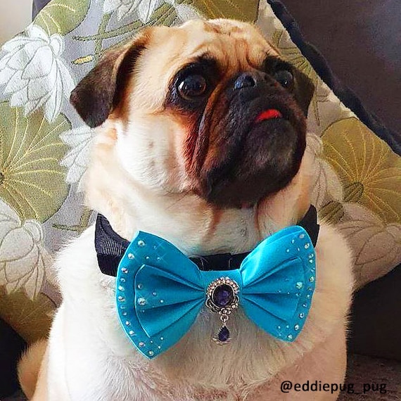 Boujee dog accessories sales