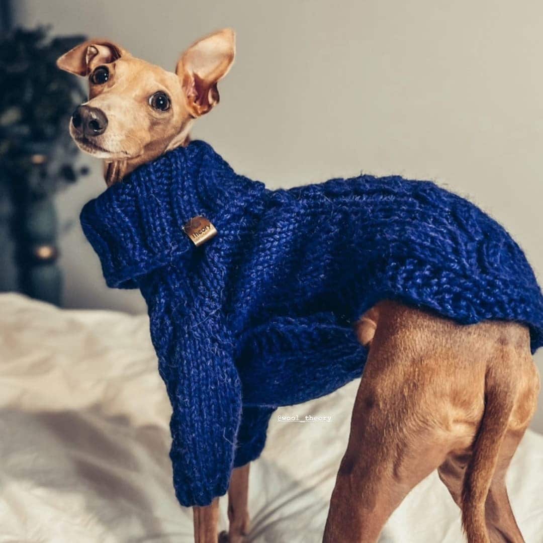 Italian Greyhound Clothes. Wool Sweater. Size M Etsy