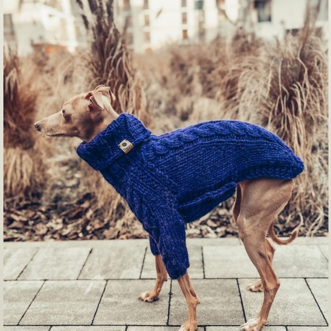 Italian Greyhound Clothes. Wool Sweater. Size S Etsy