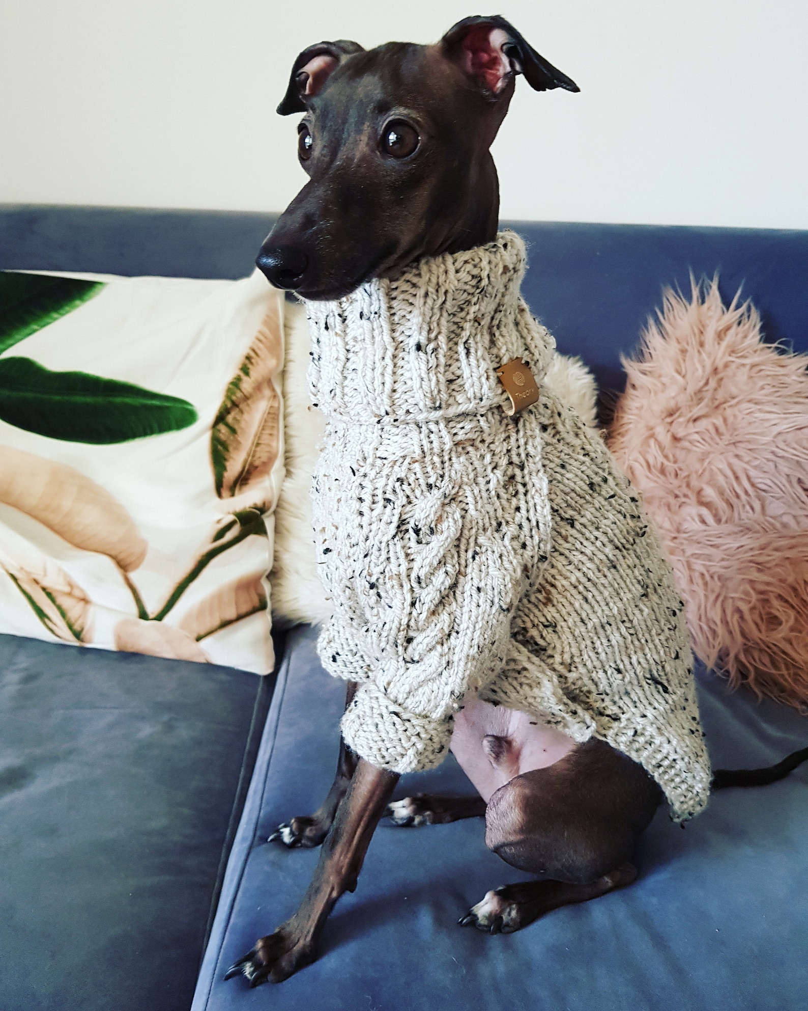 Italian Greyhound clothes. Wool sweater. size M Etsy