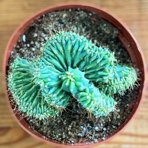 Myrtillocactus geometrizans f. cristata cactus