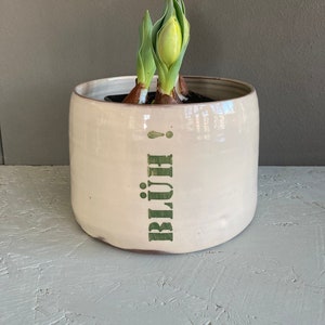 Könnte beinhalten: Weißer Keramiktopf mit grünem Text "BLÜH!"  Drei grüne Tulpenzwiebeln wachsen im Topf.