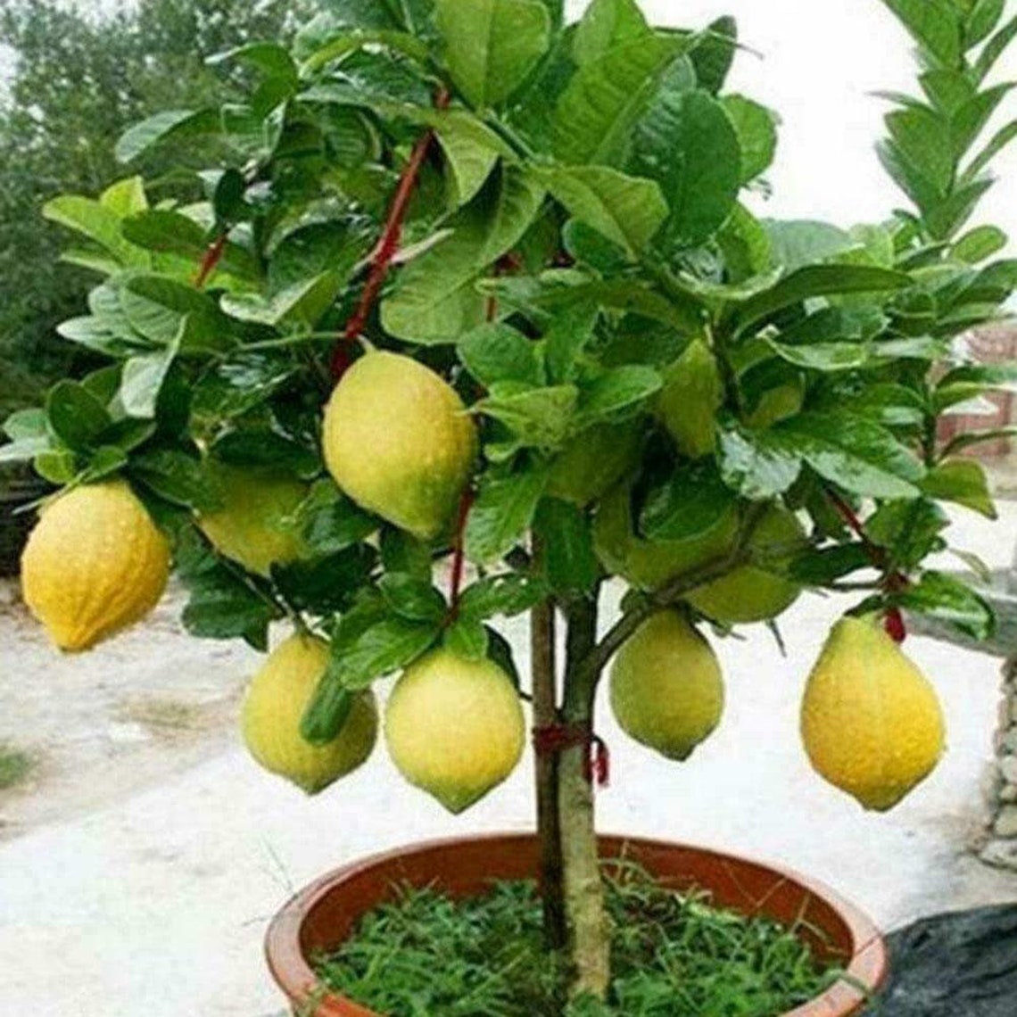 Dwarf Lemon Tree Natural Indoor Home Garden Potted Bonsai Etsy