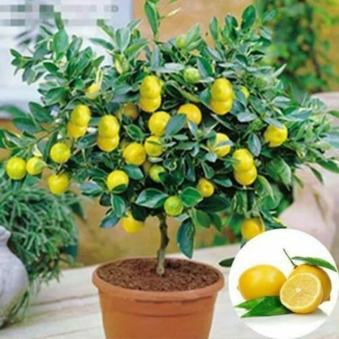 Dwarf Lemon Tree Natural Indoor Home Garden Potted Bonsai Etsy Canada