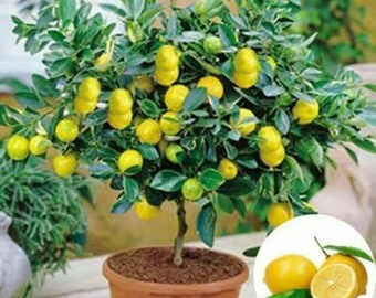 1 Plant Office Live Indoor Pot Plant Tree Potted Citrus Lemon House 
