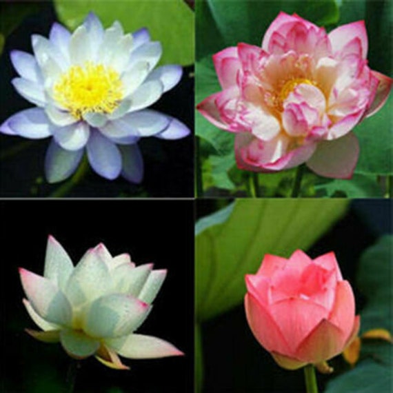 10pcs Lotus Seeds Water Flower Aquatic Garden Plants Fragrance Blooming Gift 10pcs Lotus Seeds Water Flower Aquatic Garden Plants Fragrance Blooming Gift