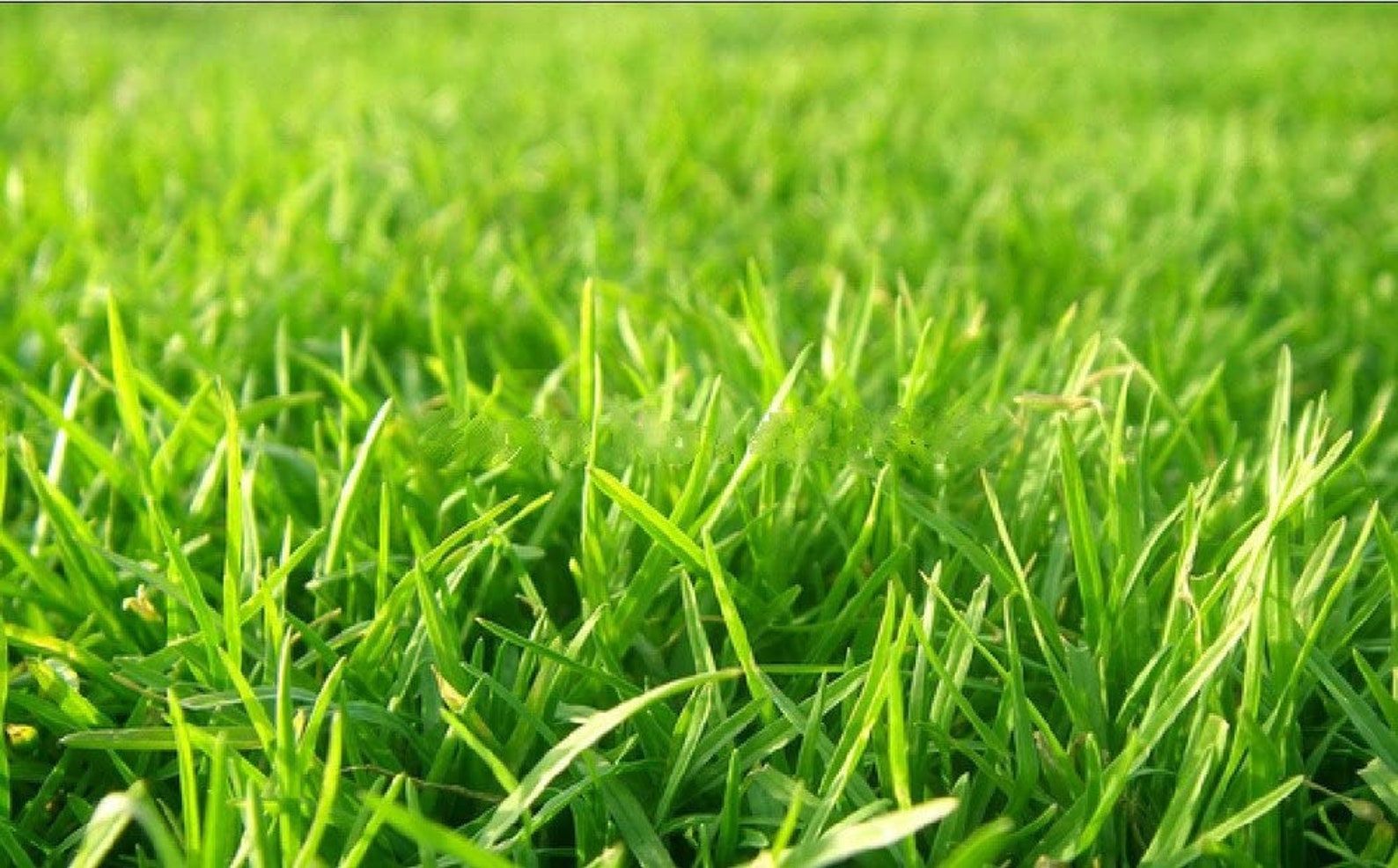 Korean Lawn Grass Seeds Plants zoysia Tenuifoliaevergreen Etsy
