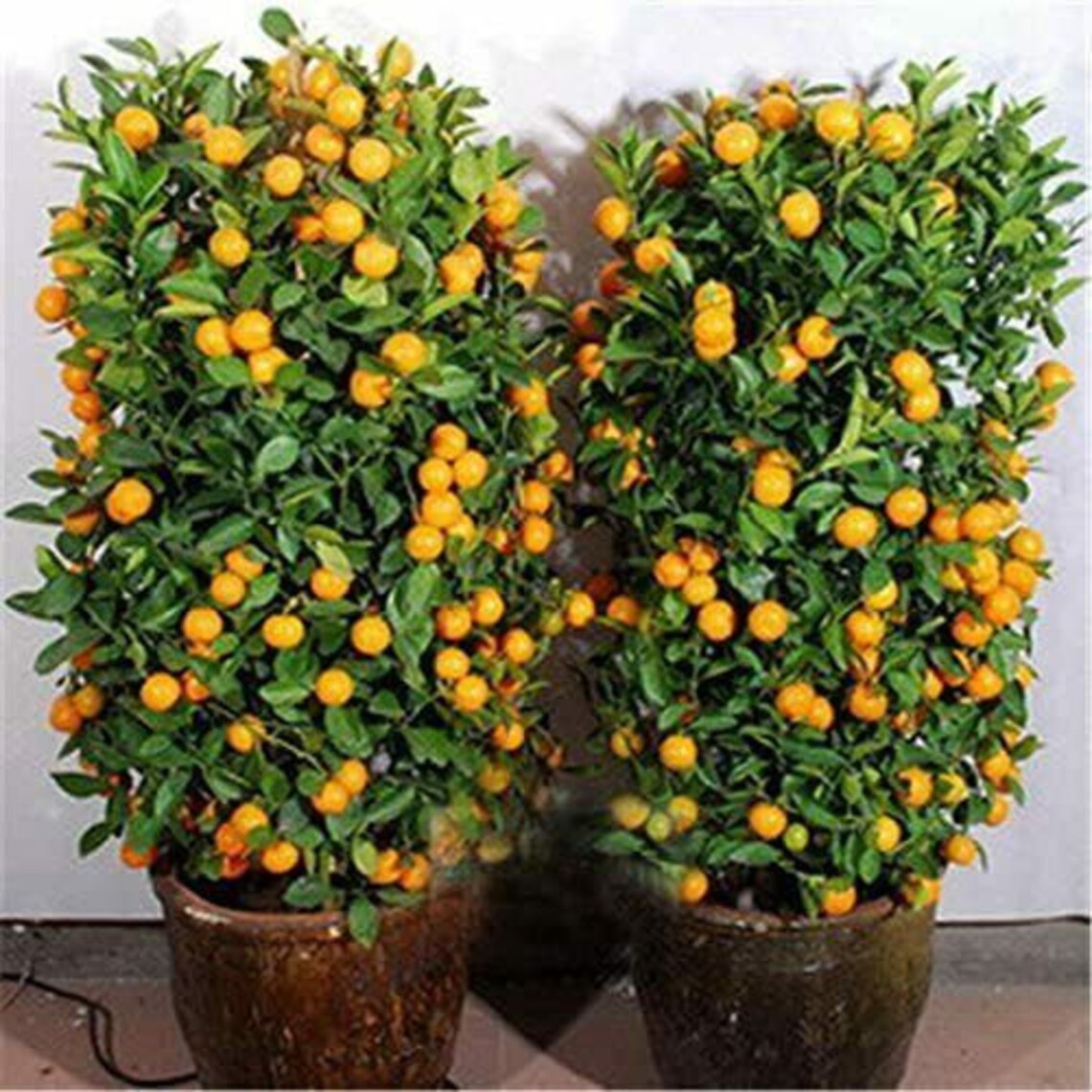 Edible Dwarf Orange Mandarin Tree Seed Garden Fruit Flores Etsy
