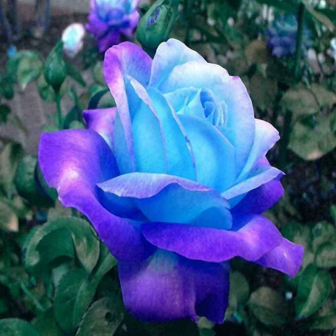 Mystic BluePink Color Rose Bush Flower Garden Home Planting Etsy