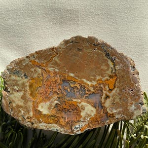 May include: A polished, irregularly shaped stone with a complex pattern of colors. The stone features shades of brown, orange, and cream, with intricate veining and patterns. The stone is displayed on a bed of green pine needles.