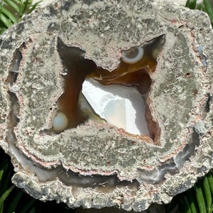 May include: A cross-section of a geode, showcasing a cavity lined with white and brown crystals. The outer layer is a textured gray with bands of pink and white. The geode is displayed on a bed of green foliage.