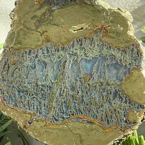 May include: A cross-section of a rock with a complex pattern. The outer layer is a mottled olive green, framing a central area of blue-grey with intricate, web-like structures and orange accents. The rock's surface is rough and textured.