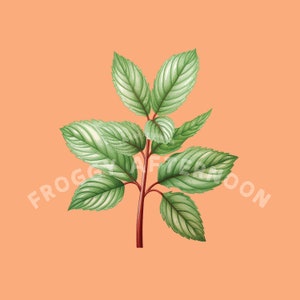 Transparente Vintage Peppermint PNG / Mint Herb Clipart Descarga digital / Arte herbario antiguo para tarjetas, artesanías, impresiones, carteles