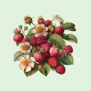 Op de afbeelding: Een vintage illustratie van een boeket rode frambozen en witte bloemen met groene bladeren. De frambozen zijn in een tros gerangschikt, met enkele bloemen die erachter uitpiepen.