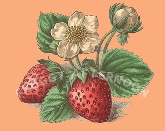 Transparent Background Vintage Strawberry PNG / Old-Fashioned Strawberries Art / Fruit Clipart Digital Download / Nostalgic Illustration