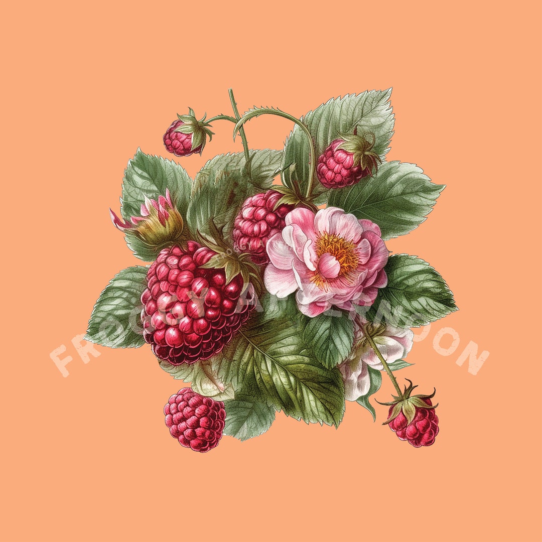 Transparent Vintage Raspberry PNG / Old-fashioned Raspberries Art for ...