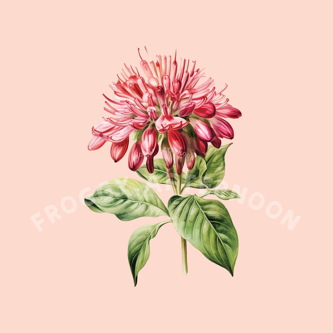 Transparent Vintage Bee Balm PNG / Wild Bergamot Flower Clipart Digital ...
